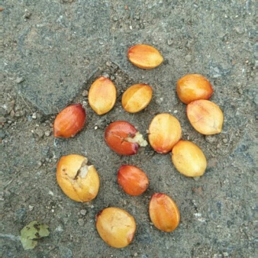 酸枣