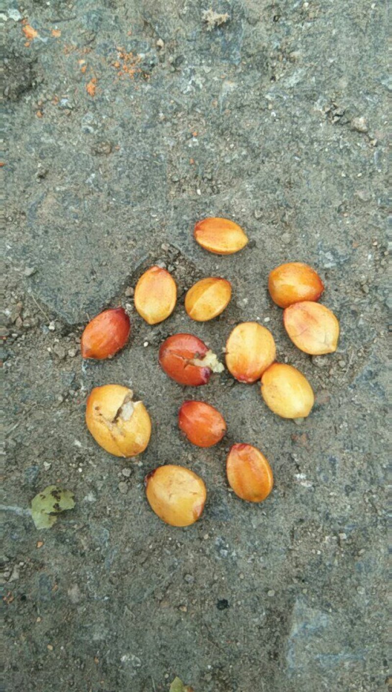 酸枣