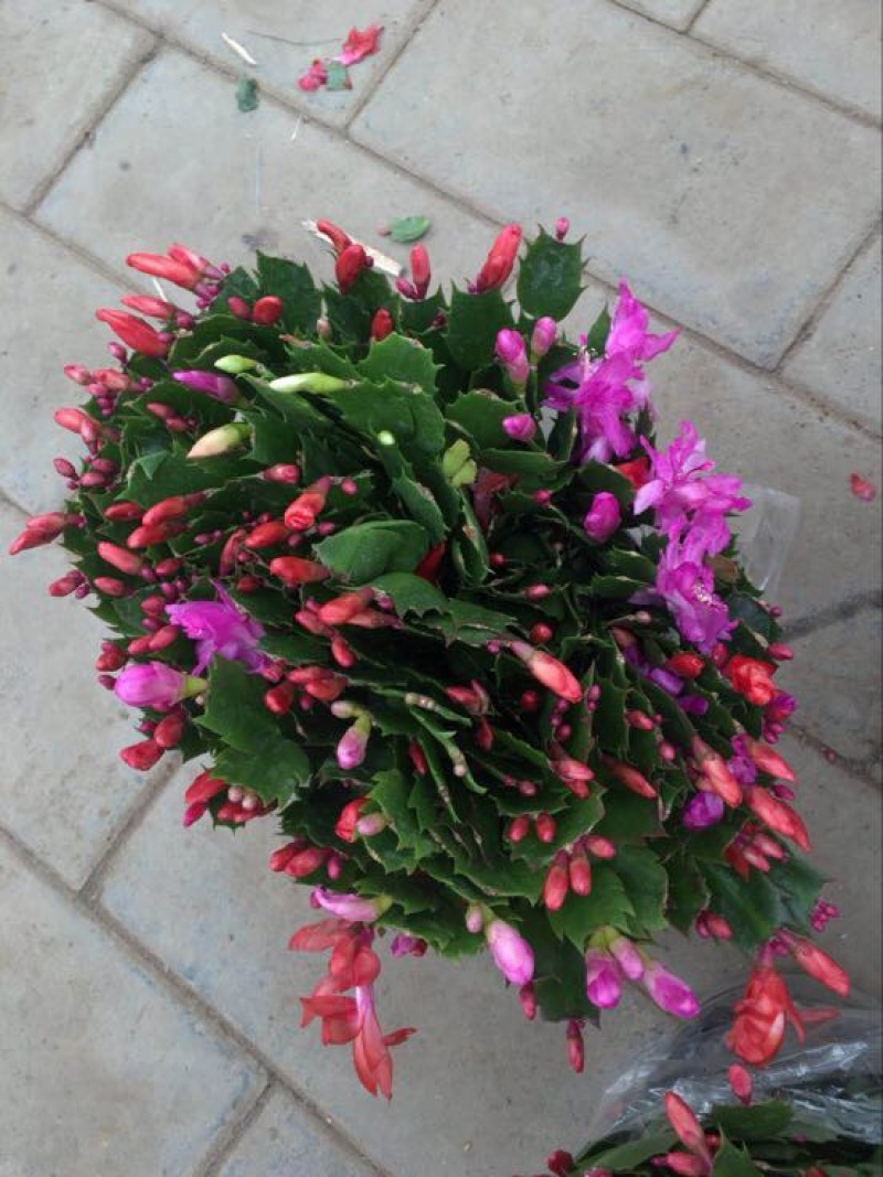 蟹爪兰，蟹爪莲，锦上添花，红黄白紫色质优价廉