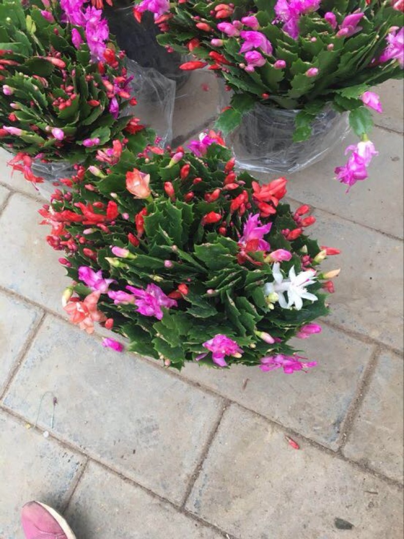蟹爪兰，蟹爪莲，锦上添花，红黄白紫色质优价廉