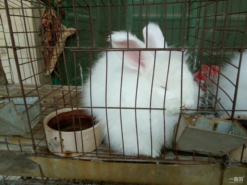 种兔