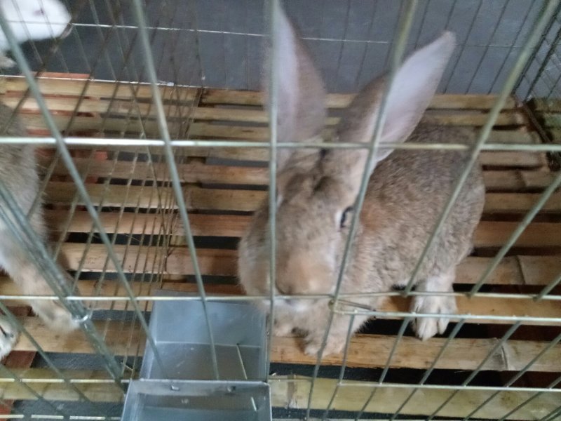 种兔