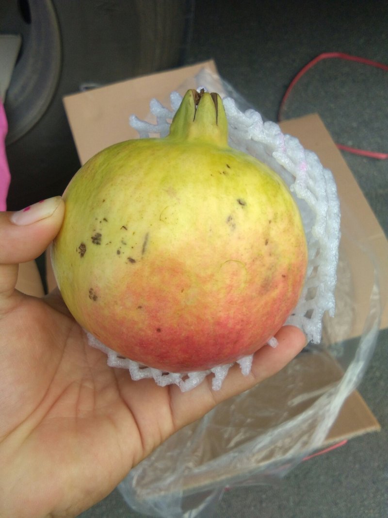 石榴批发