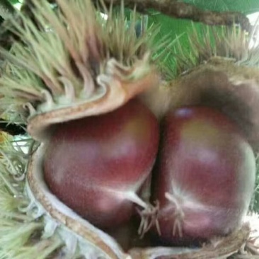 板栗