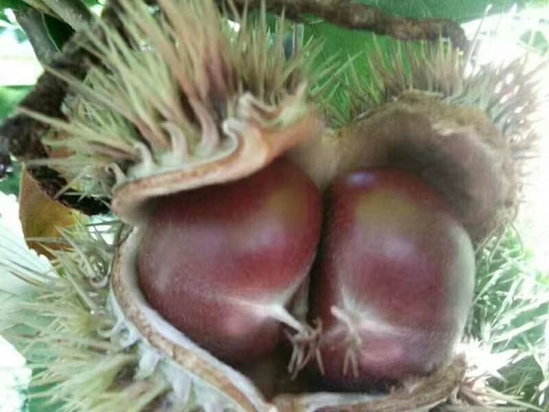 板栗