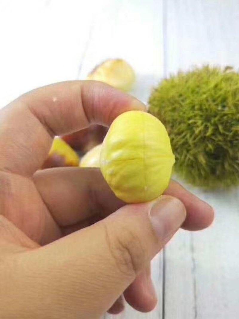 板栗