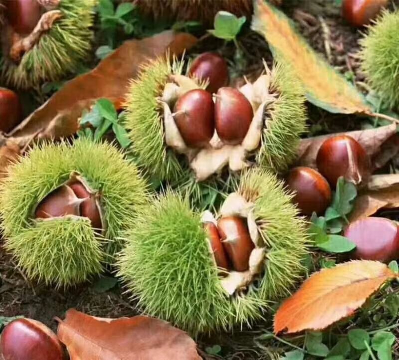 板栗