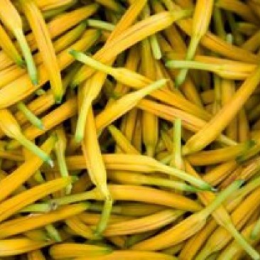 黄花菜