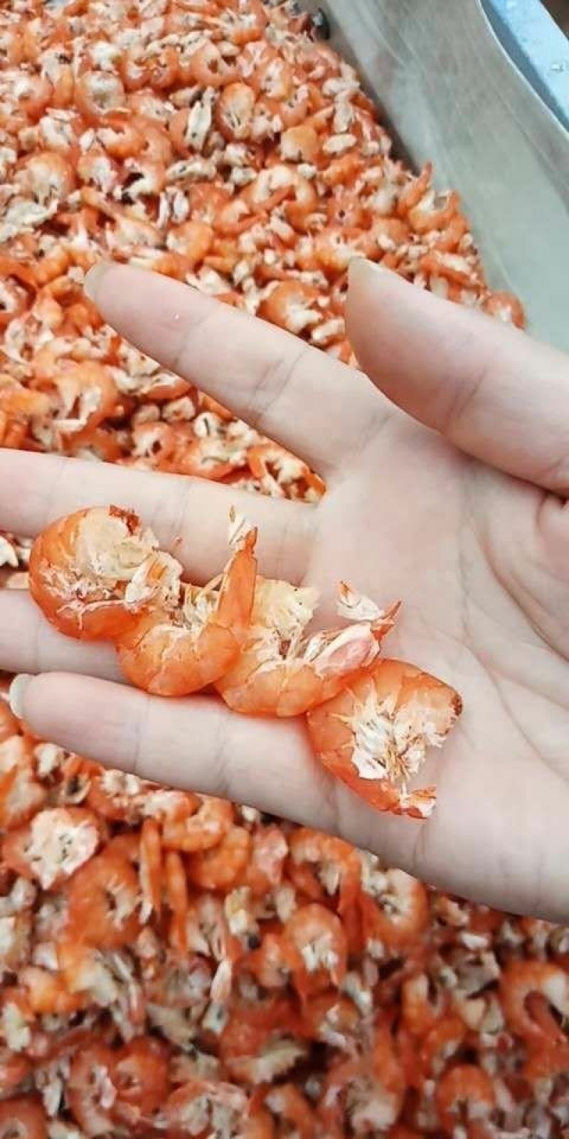 海米