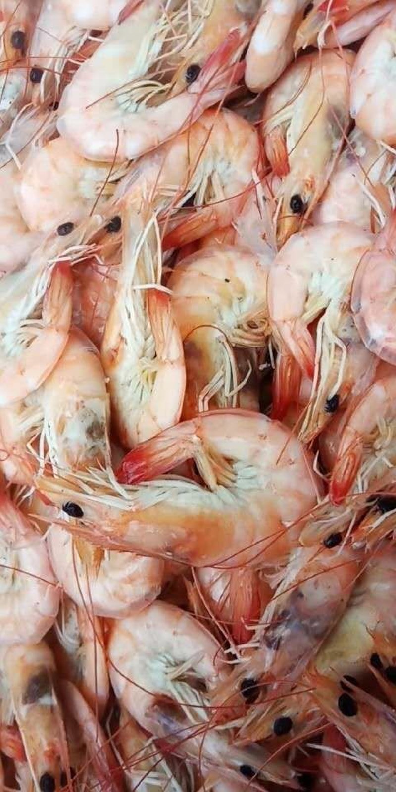 海米