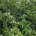 青花椒特级干