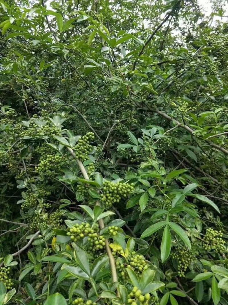 青花椒特级干