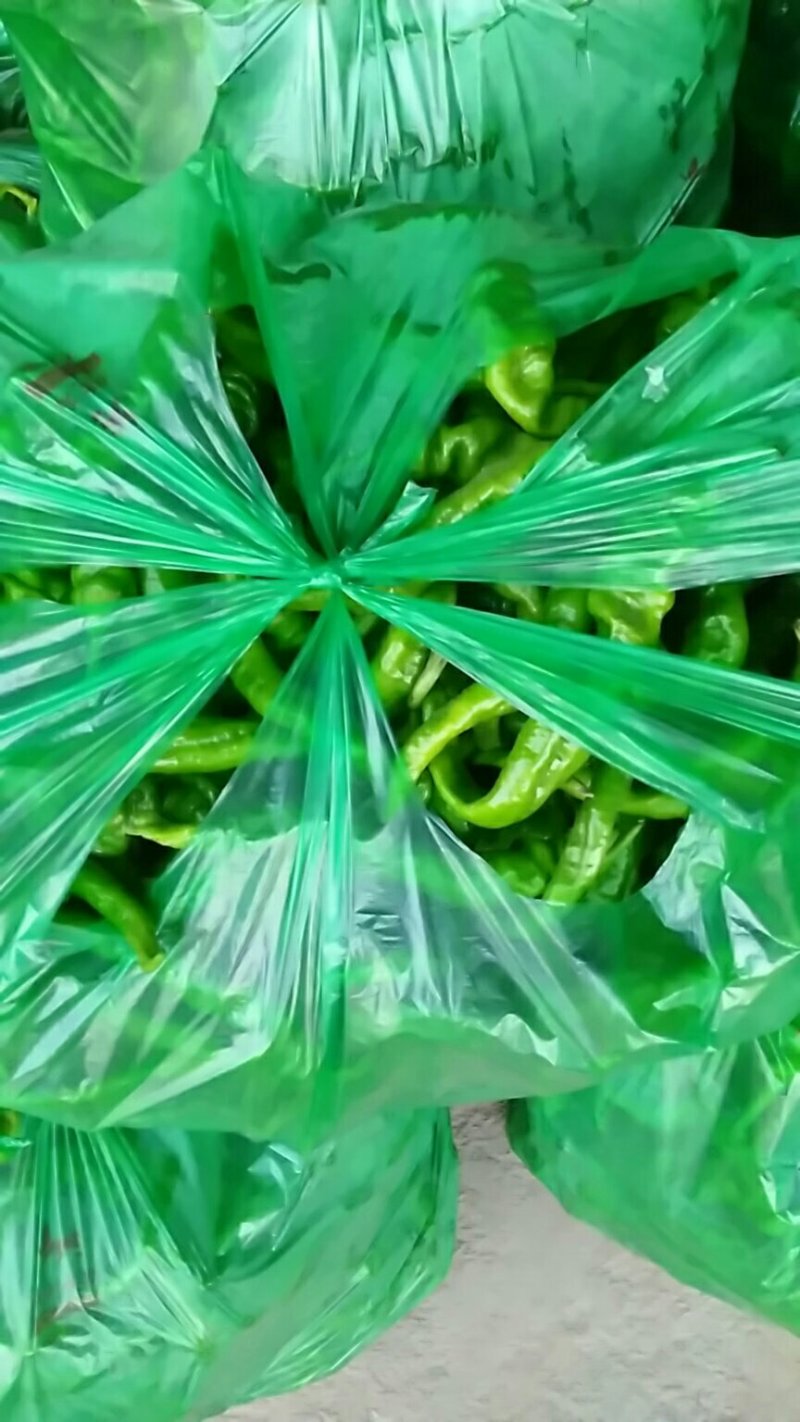 陇椒