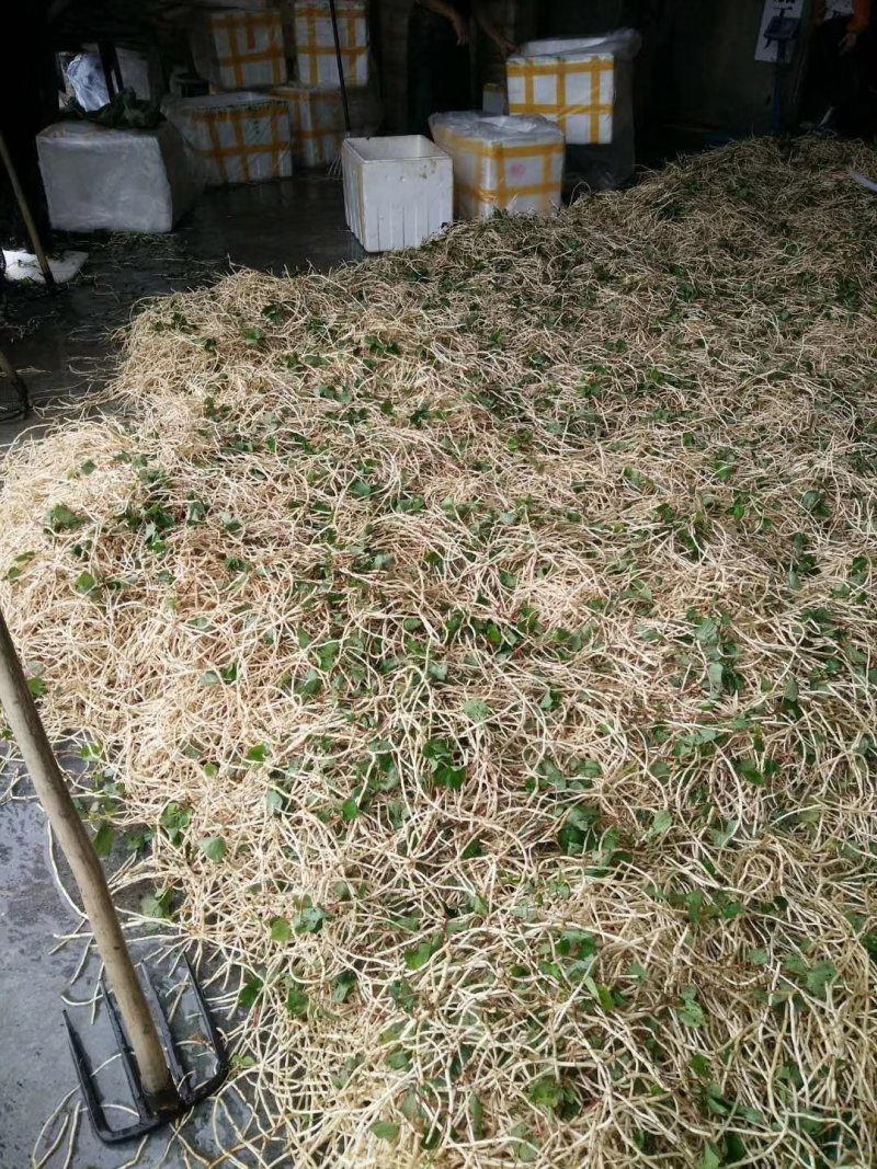 鱼腥草，又白又嫩，编织袋包装