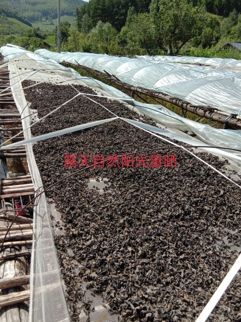 黑木耳