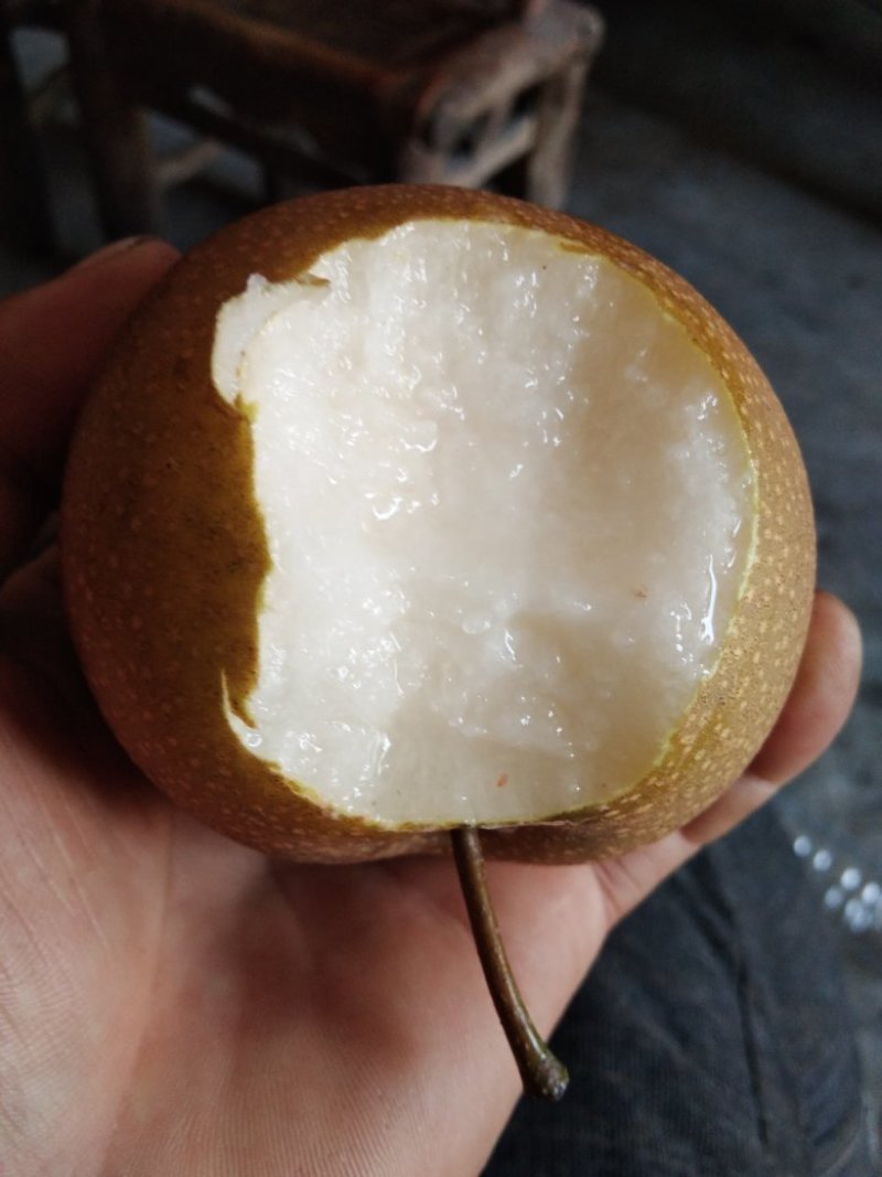 口感翠甜的秋月梨上市了需要老板联系