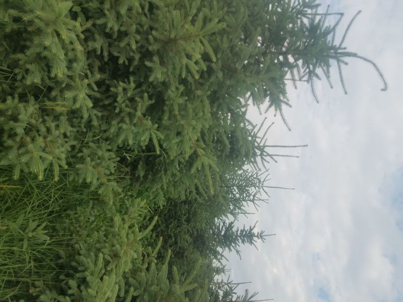 三米云杉，三米精品云杉