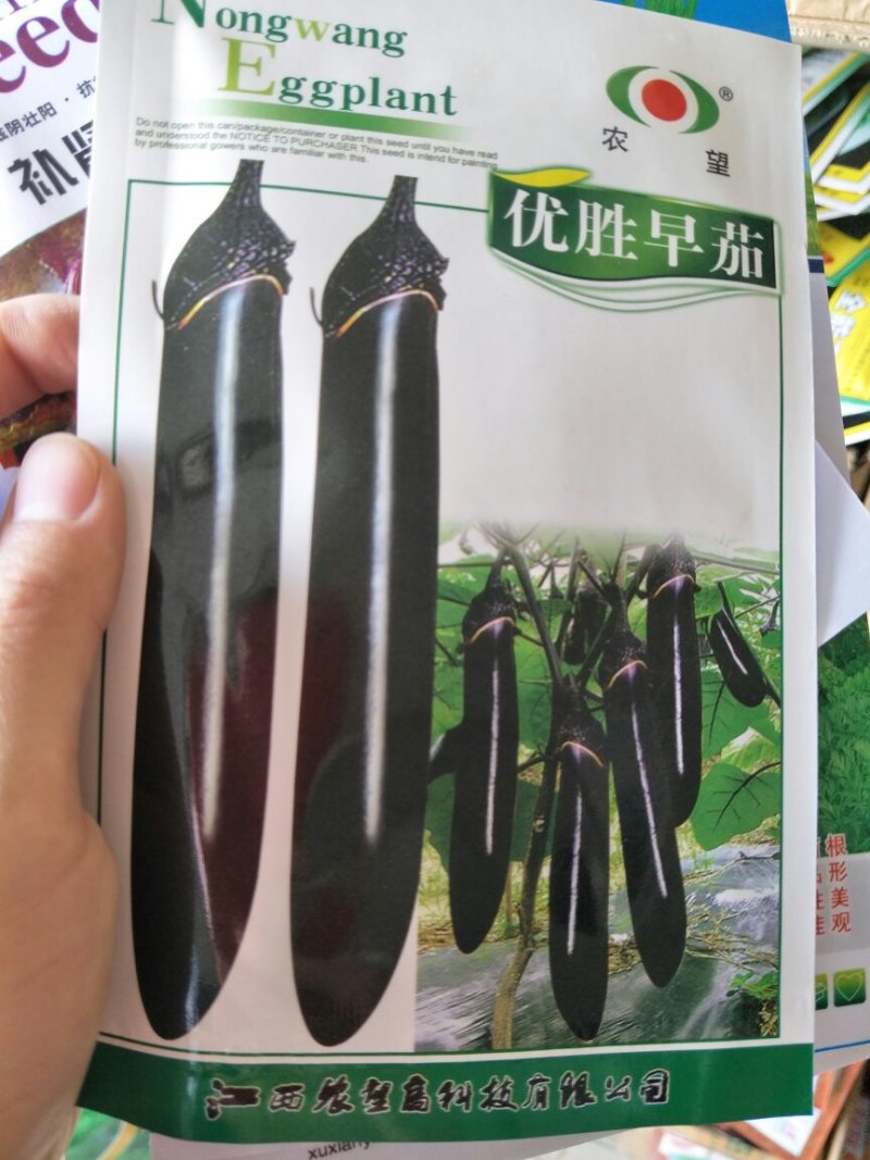茄子种子