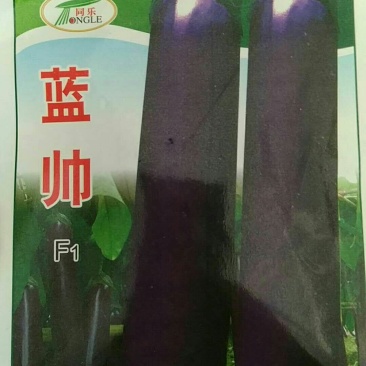 茄子种子