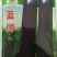 茄子种子