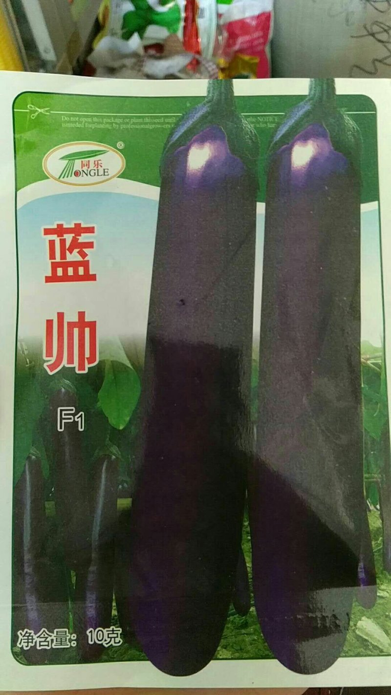 茄子种子