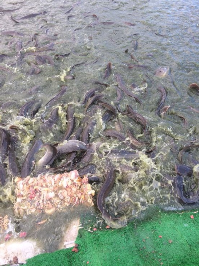 胡子鲶
