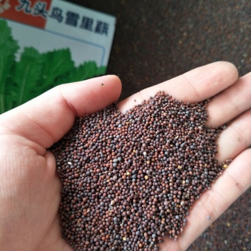 雪里红种子