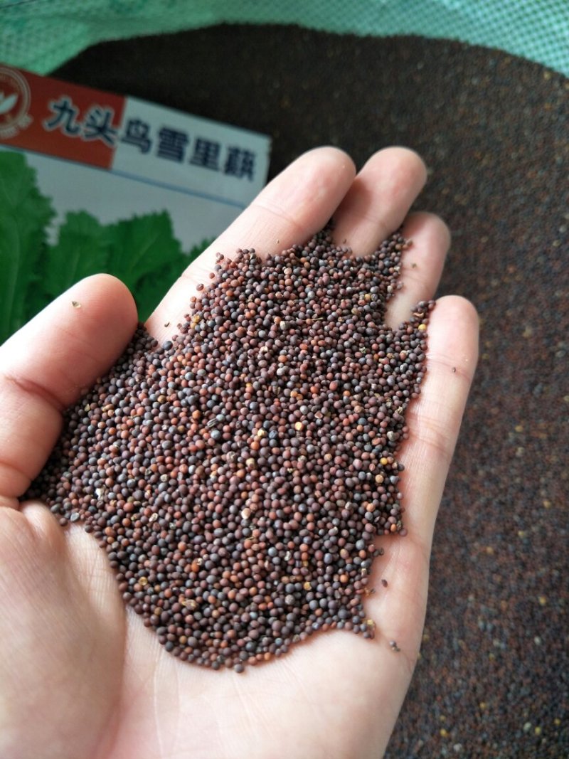 雪里红种子