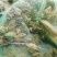 湖北养殖，黑斑蛙，生态养殖，基地发货，全国各地供应