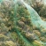 湖北养殖，黑斑蛙，生态养殖，基地发货，全国各地供应
