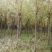 垂柳柳树3公4公5公分各规格齐青皮垂柳金丝垂柳竹柳量大