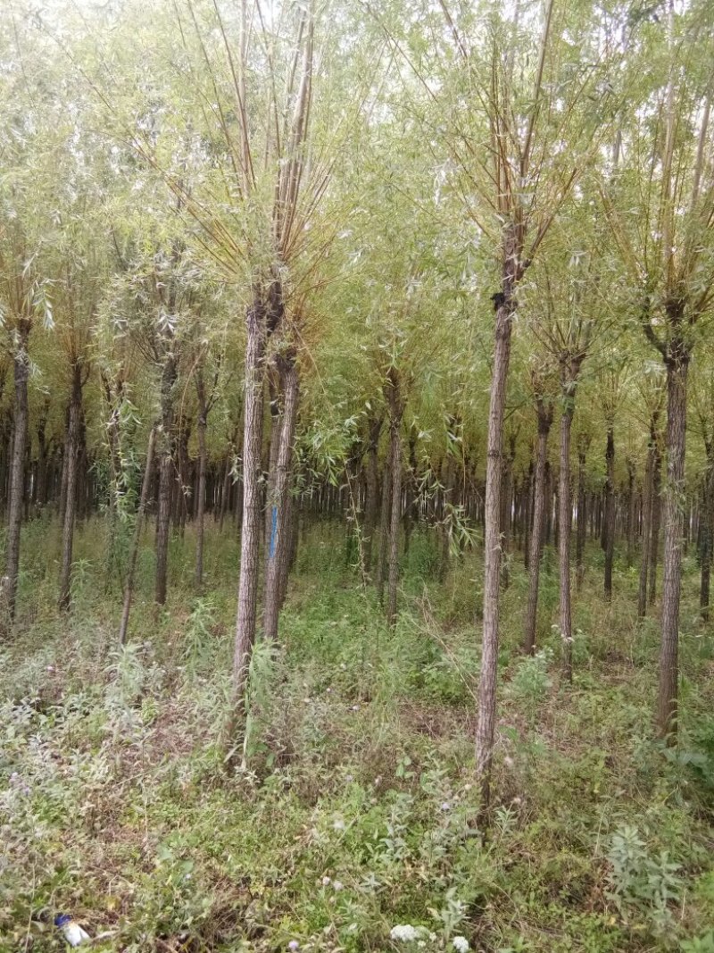 垂柳柳树3公4公5公分各规格齐青皮垂柳金丝垂柳竹柳量大