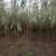 垂柳柳树3公4公5公分各规格齐青皮垂柳金丝垂柳竹柳量大