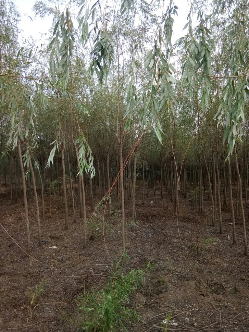 垂柳柳树3公4公5公分各规格齐青皮垂柳金丝垂柳竹柳量大