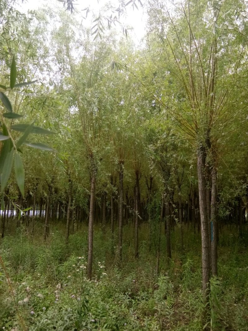 垂柳柳树3公4公5公分各规格齐青皮垂柳金丝垂柳竹柳量大