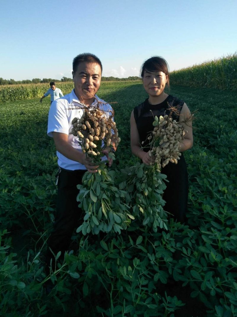 大良花生种子招商，销售东北地区空白市场代理