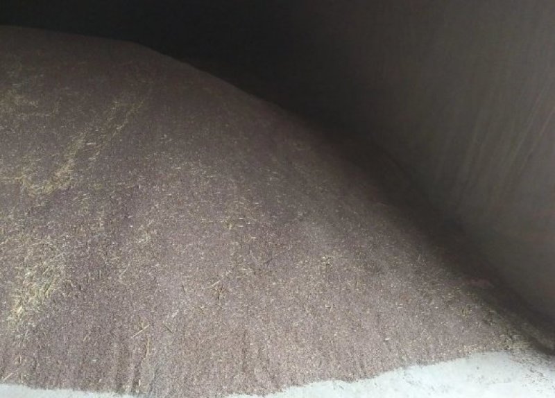 富硒黑小麦