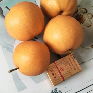 晚秋黄梨大量上市半斤起步