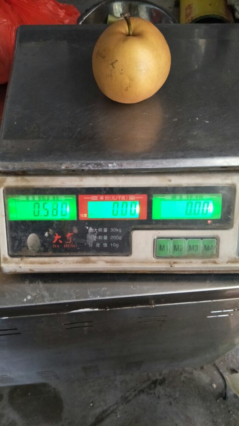 晚秋黄梨大量上市半斤起步