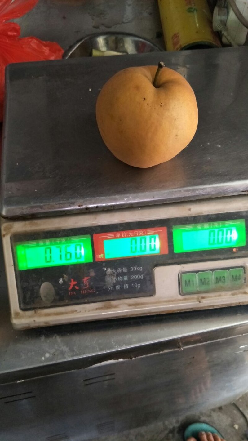 晚秋黄梨大量上市半斤起步