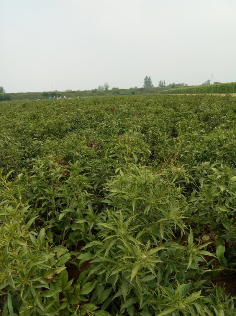 供应改良白朮苗，白术种子，白术成药