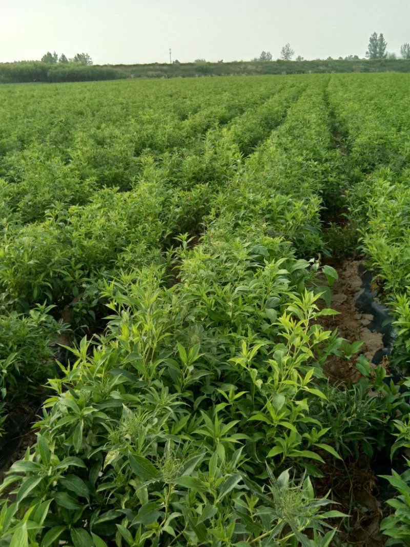 供应改良白朮苗，白术种子，白术成药