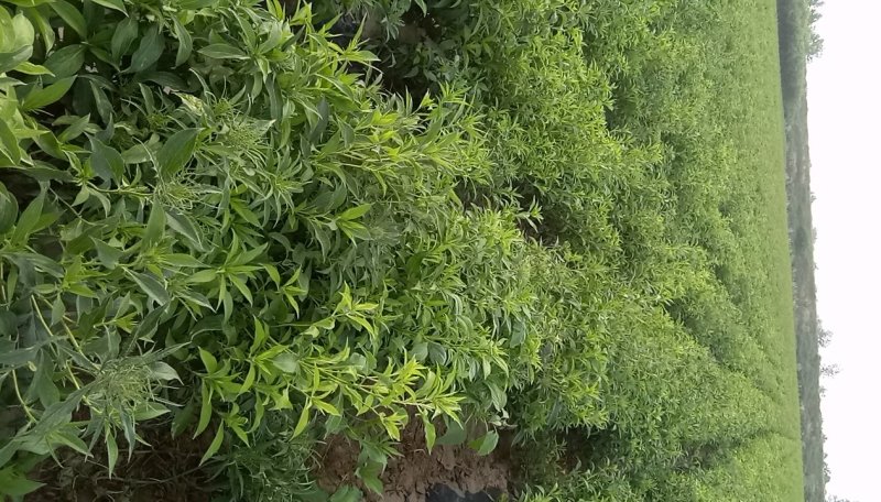 供应改良白朮苗，白术种子，白术成药