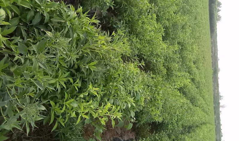 供应改良白朮苗，白术种子，白术成药
