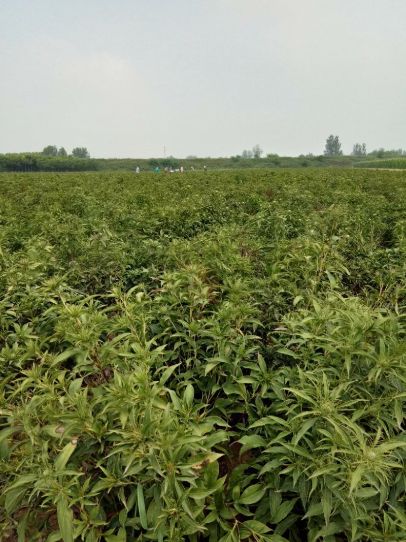 供应改良白朮苗，白术种子，白术成药