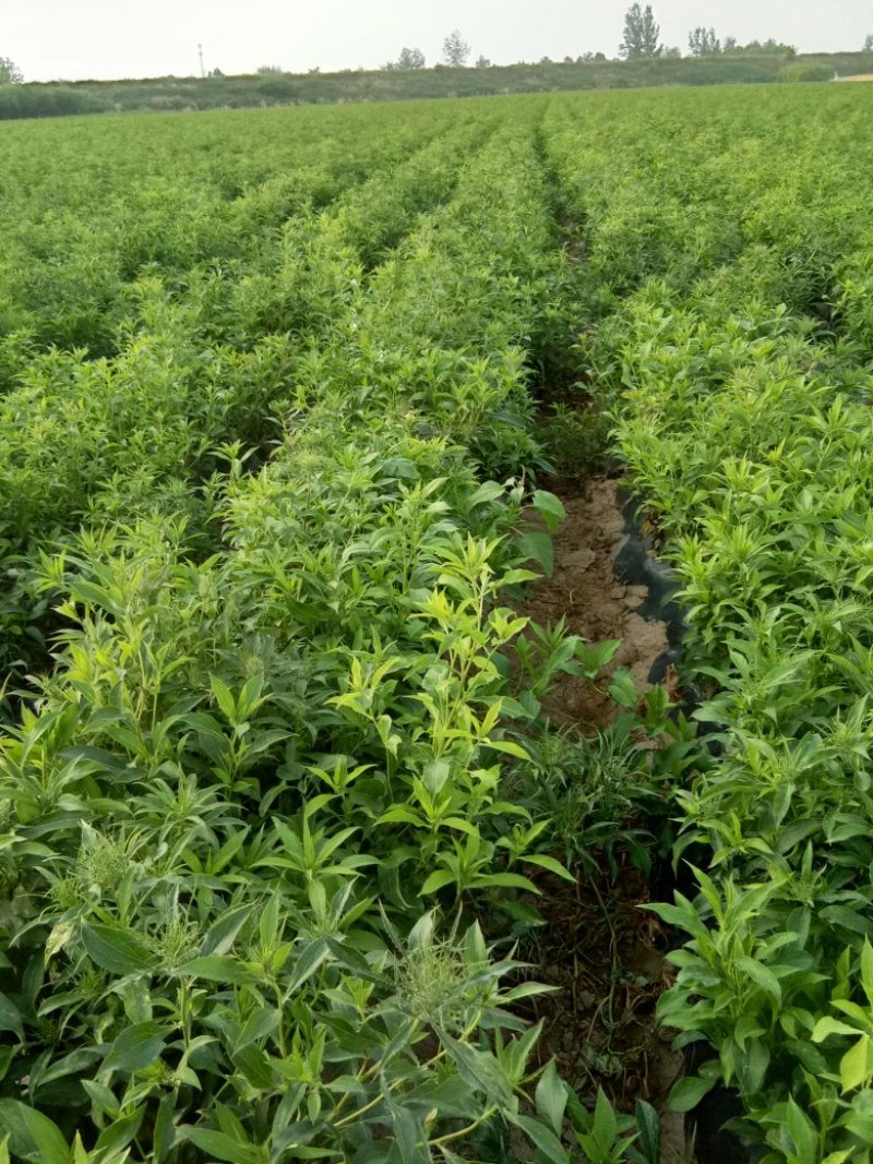 供应改良白朮苗，白术种子，白术成药