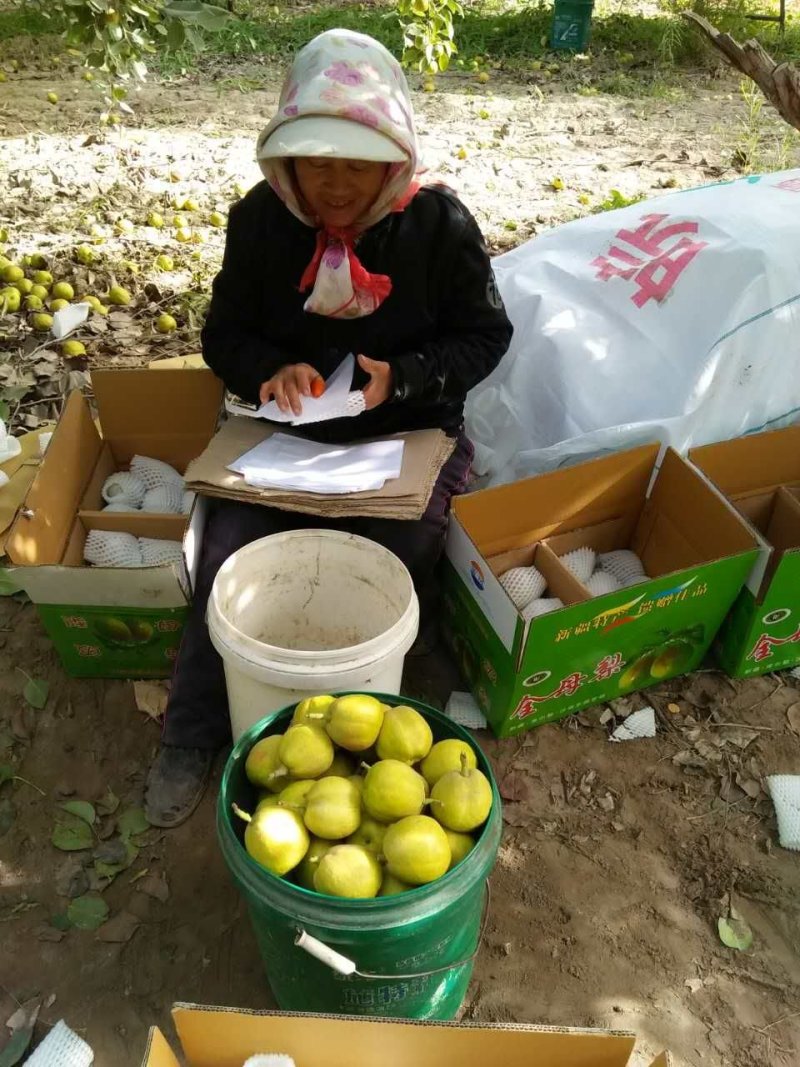 正宗库尔勒香梨产地直供欢迎订购