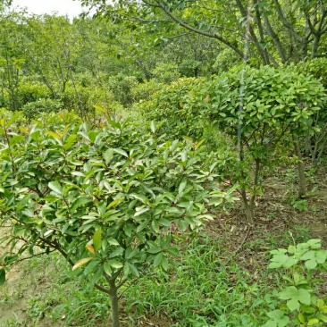 红叶石楠球