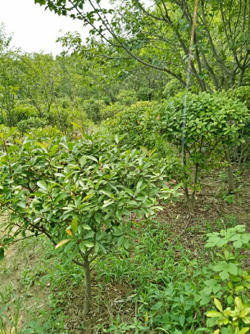 红叶石楠球