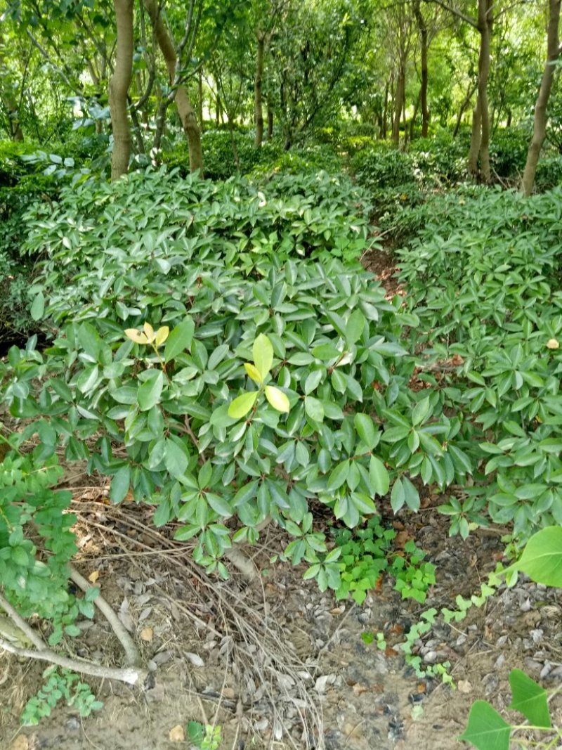红叶石楠球